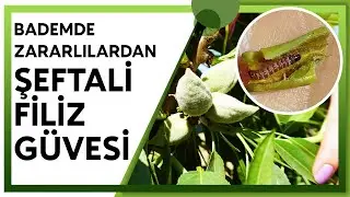 BADEMDE İLK ZARARLI MÜCADELEMİZ: ŞEFTALİ FİLİZ GÜVESİ