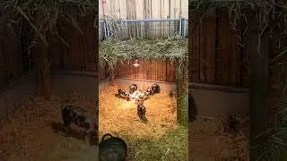 Bully Piglet Takes Over the Pen! 🐷