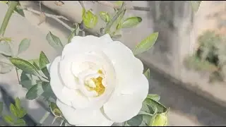 welcome to my beautiful garden