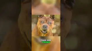 The Ancient Chinese Dog Breed You&rsquo;ve Never Heard Of! Meet the Chuandong Hound