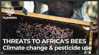 Climate change and pesticides threaten Africa&rsquo;s honeybees