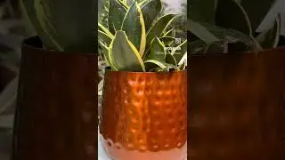 Copper colour metal pots🥰 an elegant essential to your favourite spot.🪴 #plants #shopping #garden