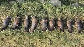 Russian dove hunting on ATA gun.