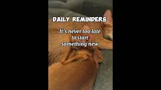 Daily reminder 😼#philosophy #abyssiniancat #catshots #abycuties #kitten #catlover