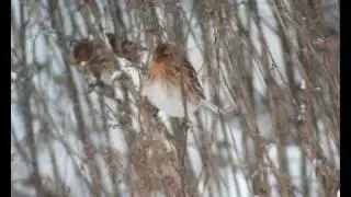 Vinterh&auml;mpling (Carduelis flavirostris) p&aring; Barkarby flygf&auml;lt
