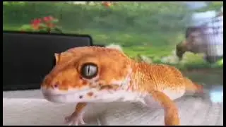 My geckos eyes are so amazing beautiful #dailyvlogs #satisfying #cutegecko