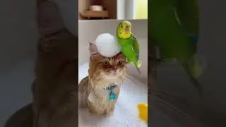 Мыльный пузырь #comedyshorts #моякошка #funnyvideo #funny  #веселыекоты #попугай #популярное #viral