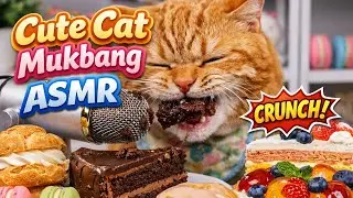 Cut Cat Mukbang  ASMR | No Music