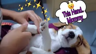 Cute Beagle Puppy Massage | Hilarious Puppy Massage | Relaxing Dog Massage