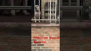 PITBULL on Guard!! New Secret Service Agent #YouAreHired