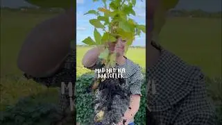 Nye kartofler - nemme og l&aelig;kre opskrifter