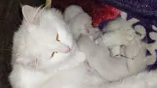 Cat Delivered 3 Kittens