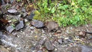 Cute Japanese monkey baby ＠Kamikochi Nagano, Japanー20161009