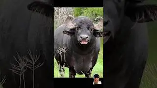 tang tange tangecartoonbilliba 😂ndartractorcomedy 😂COWbhootbhoot walabhojpuri ganacow videosbandar w