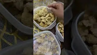 Food kontainer dengan stainer