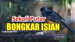 PANCINGAN MURAI BATU GACOR DOR BONGKAR ISIAN, MURAI BATU MALAS JADI GACOR