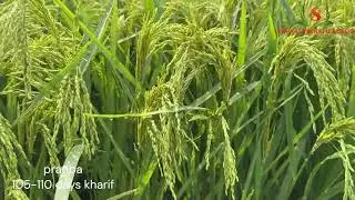 pratiba paddy research variety duriation105-110 days #sarvadharaniseeds