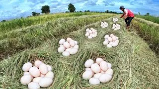 Oh wow wow!Top farmers pick duck eggs on straw near the village