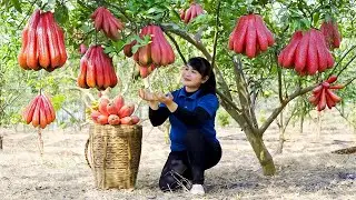Harvest Red Buddha’s hand, goes to the market to sell - Harvesting and Cooking |Tieu Vy Real Life