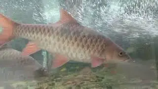 kelah merah sg Tembat Terengganu