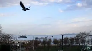 Terapi ve huzur #istanbul ZEYTİNBURNU #deniz #gemi #dalga#huzur#kuşlar