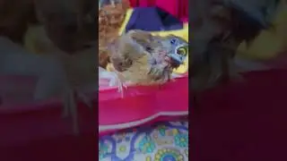 munia sound effect #shorts #babybird