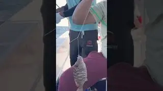 Catch Sheri and Grouper Fish #Sherifiah #grouperfish #grouper #kokanifamily #grouperfishing #hamoor