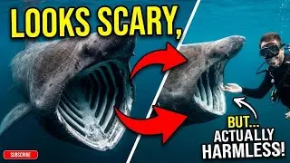 Don't Run! These 15 Creepy Animals Are Actually Harmless to Humans