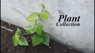 New Betel Leaf Seeds Appear Around the Main Tree - Growing Betel Leaf at Home