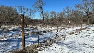 Muscadine Vineyard Texas Winter Storm 2026