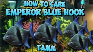 How to care for the emperor blue hook silver dollar fish 🐟 Tamil