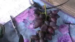 Сорт винограда 