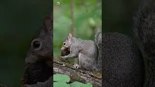 Cute squirrel sounds | Squirrel Noises