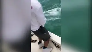WATCH: Goliath grouper eats shark in 1 bite