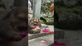 Xingxing Is Really Obedient #animals #monkey #cute
