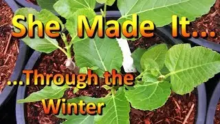 Potted Fig Trees Temperature Tolerance on the West Coast | How They Overwintered Here