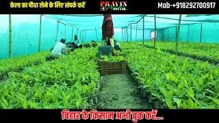 G9 Banana Plant ||  Kela ki Narsari || Kela ka podha kaha kharide ||  Fast Growing || Cultivation 