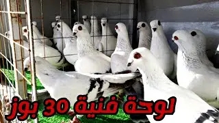 مفاجئة لعشاق طير البوز الجميل  30 بوز لوحة فنية