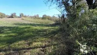 Niente cinghiale per me oggi, solo un bel capriolo mi viene a trovare alla posta...