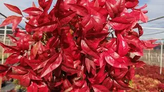 Nandina nasıl üretilir ? Nandina nasıl çoğaltılır ? Nandina Nasıl Köklendirilir, Nandina Üretimi