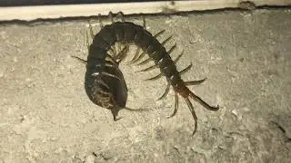 Centipede vs roach 🪳@one31official  #motivation #nature #youtube