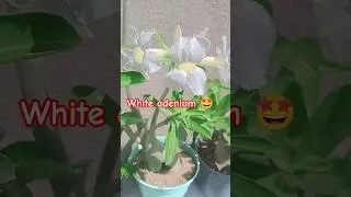 White adenium 😍 #adenium #flowers #plants #like #share #subscribe