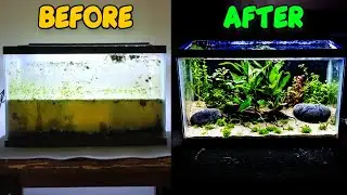 Abandoned Fish Tank Gets HUGE MAKEOVER | 10 Gallon Betta Aquascape