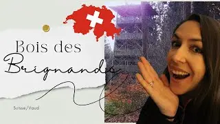 BOIS DES BRIGANDS - Thierrens