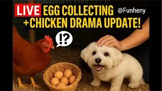 Live Egg collecting and chicken drama! 🐓🐔