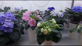 Обзор цветущих фиалок. Часть 3.