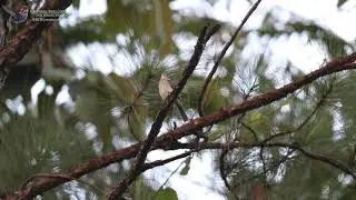 Cuban Solitaire