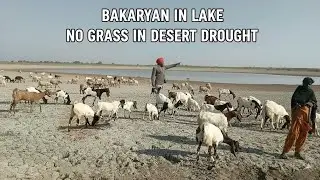 GOATS in LAKE no GRASS in DESERT DROUGHT 🐐🐐