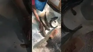 koramenu fish live