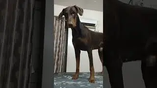 #alex #doberman #love  #cute #funny #pets #comedy #viralshorts